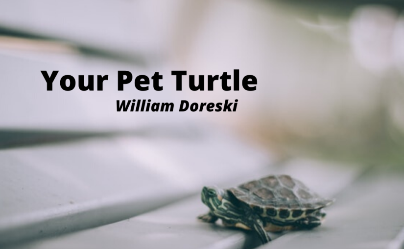 Your Pet Turtle